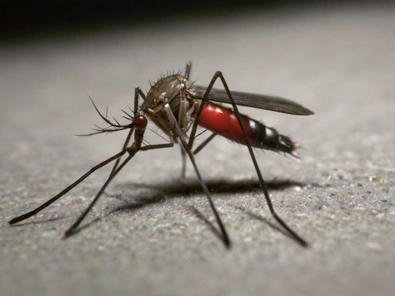В Ларнаке продолжается борьба с комарами