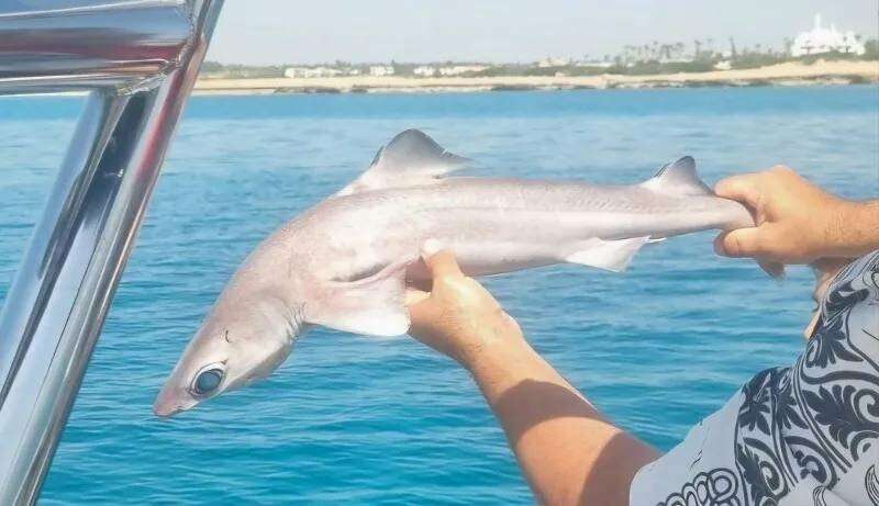 В водах у Айя-Напы замечена небольшая акула