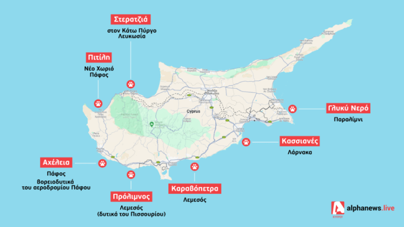 7 пляжей на Кипре, куда пускают с собаками
