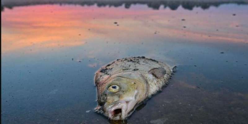 Море выбросило мертвую рыбу на берег в Ларнаке-Декелии