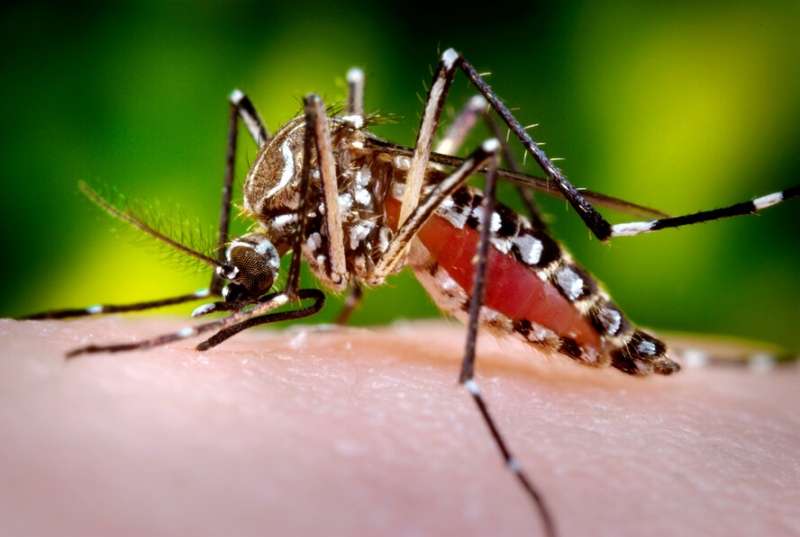 На Кипре запускают программу по борьбе с комарами вида Aedes aegypti