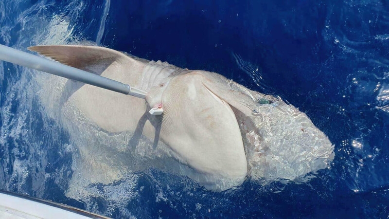 Кипрский рыбак «поймал» мертвую акулу