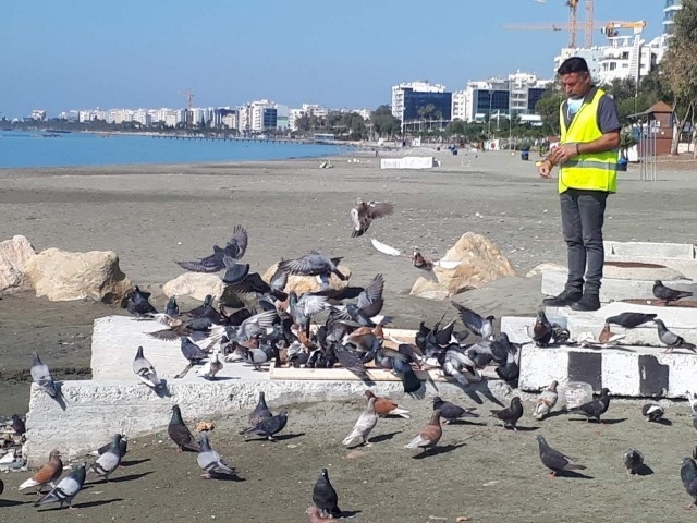 Мэр Лимассола обещал позаботиться о голубях