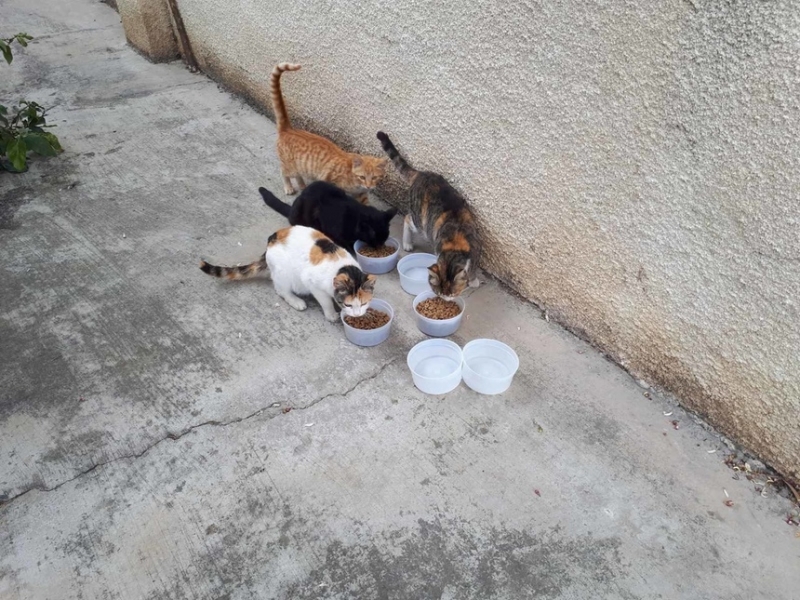 Муниципалитет Лимассола взял на себя заботу о кошках