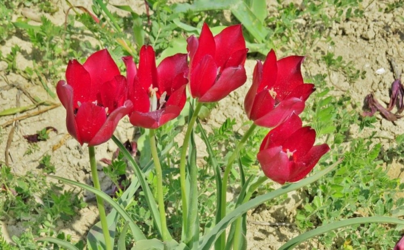 
Посмотрите на кипрский тюльпан
