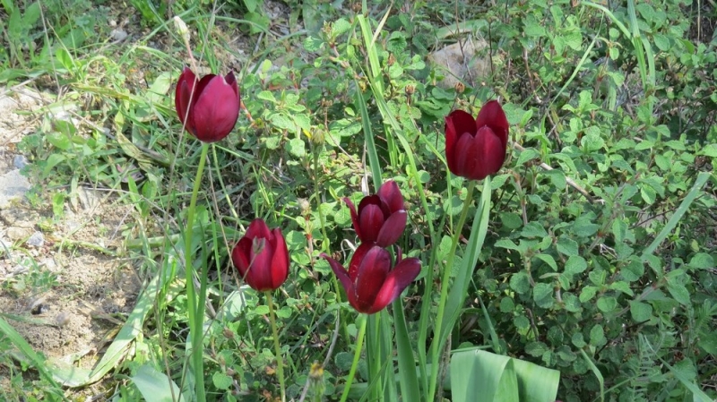 
Посмотрите на кипрский тюльпан
