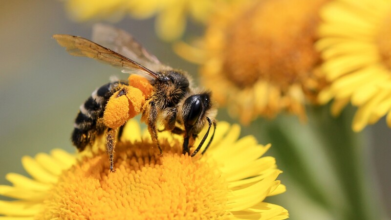 Школьники Кипра обеспокоены сокращением численности пчел