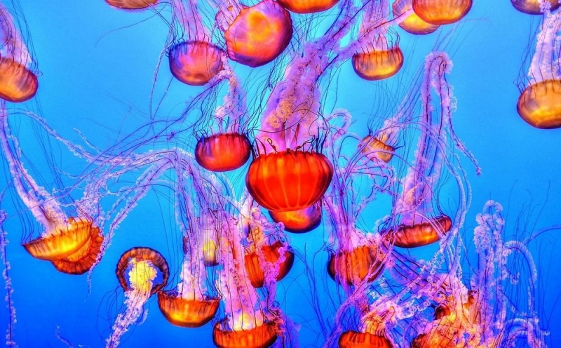 
Сиреневое жало: медузы у берегов Кипра
