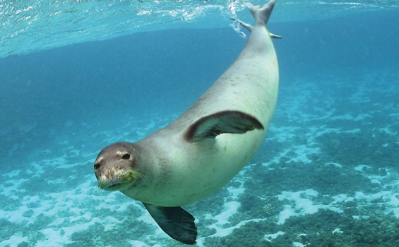 
Тюлень-монах — под защитой государства
