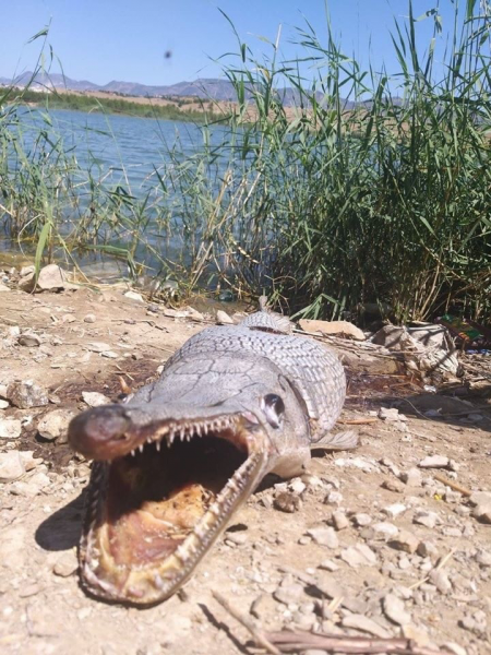 У рыбы-крокодила могут быть родственники у плотины на Северном Кипре